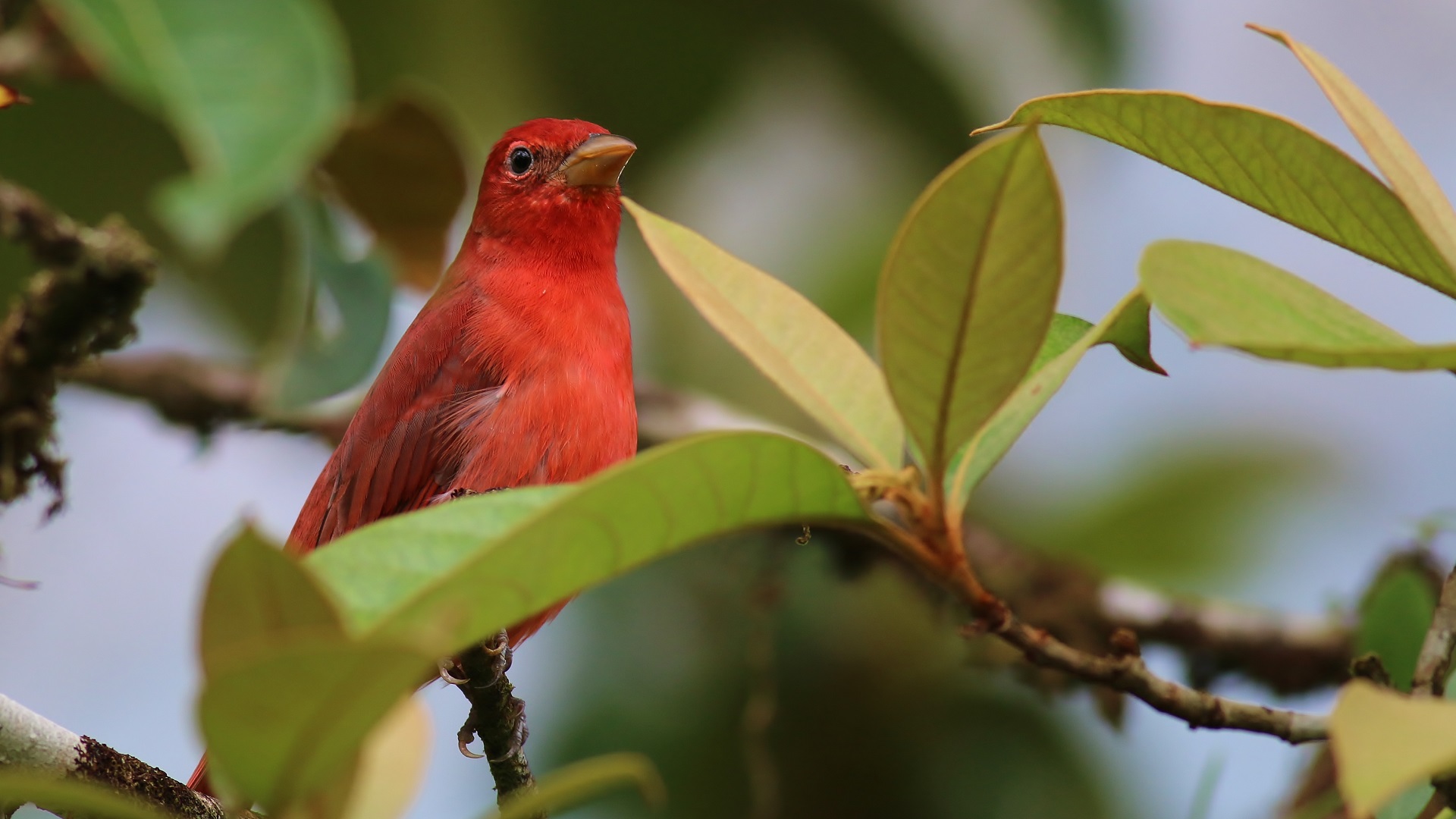 Summer Tanager — Ana fotoğraf